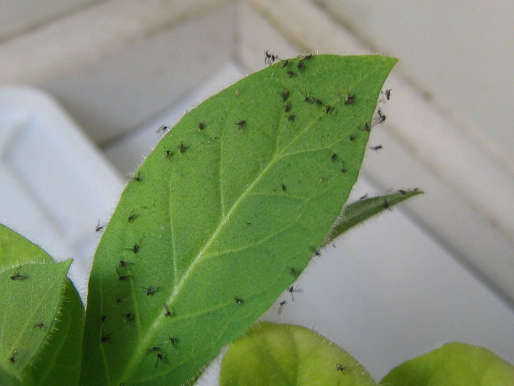 Knockout Gnats Guardian Pest Solutions