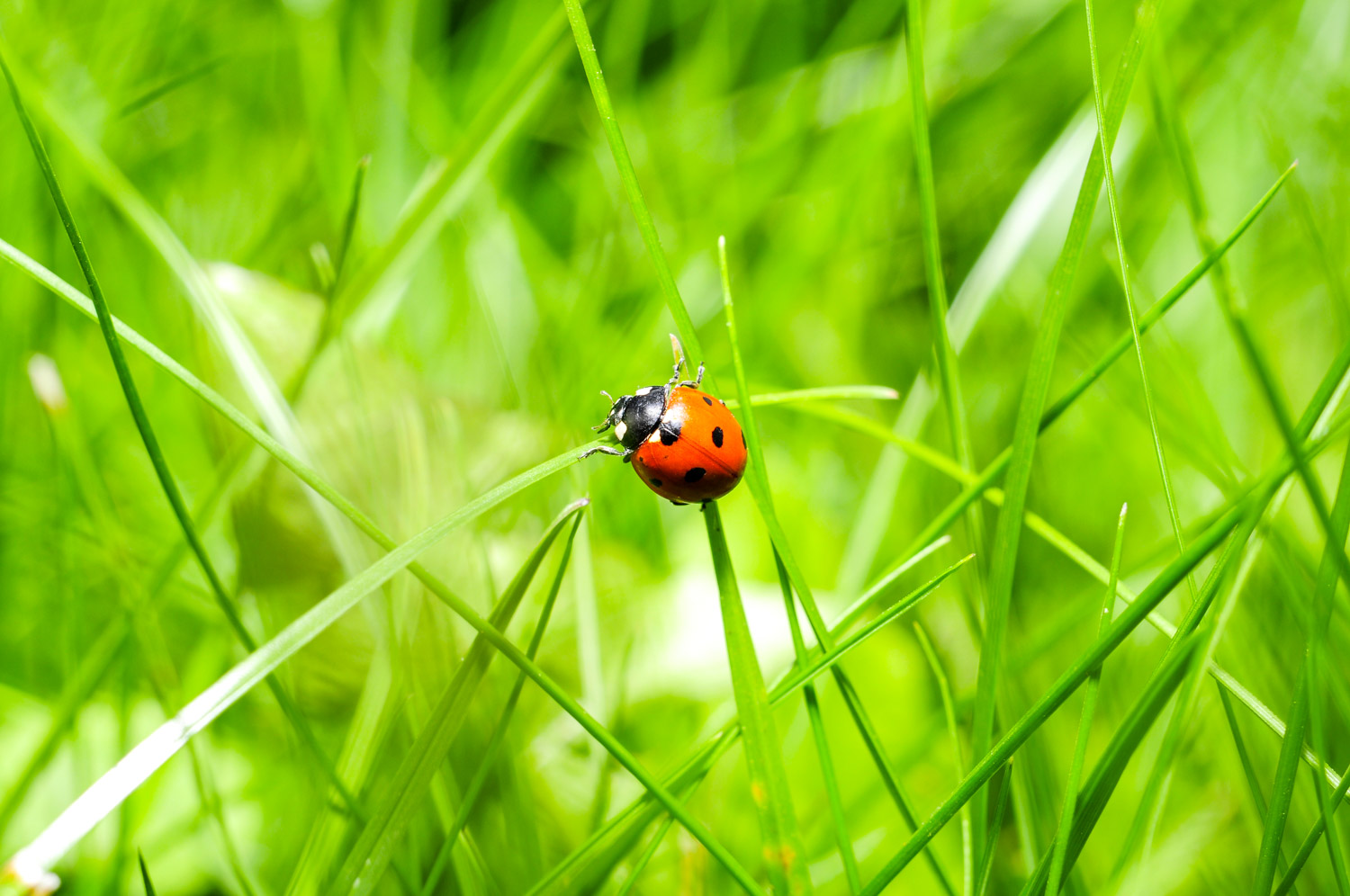 Asian ladybeetle identification and treatment