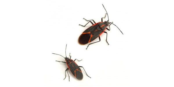 Boxelder Bug