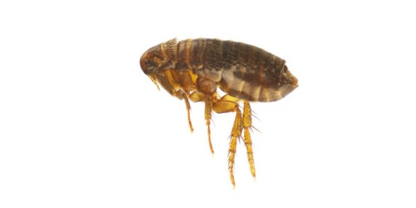 Cat Flea