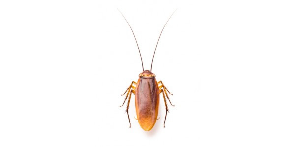 Cockroach