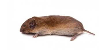 Vole Control