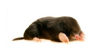 Mole