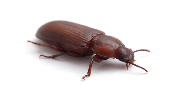 The Battle Against Pantry Beetles: Strategies For Success In Your  Massachusetts Home