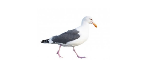 Seagull