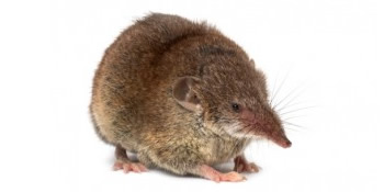 Shrew