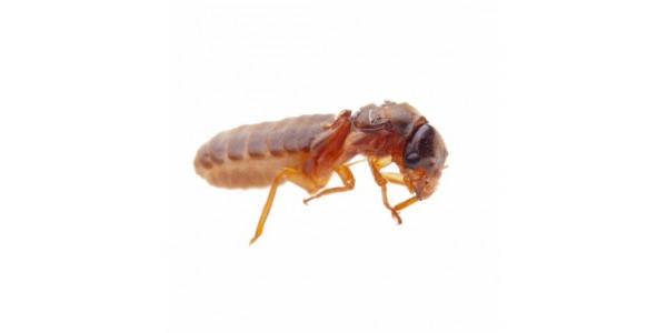 Termite