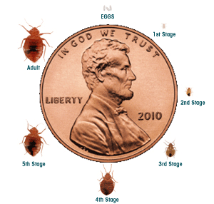 bed bug size reference