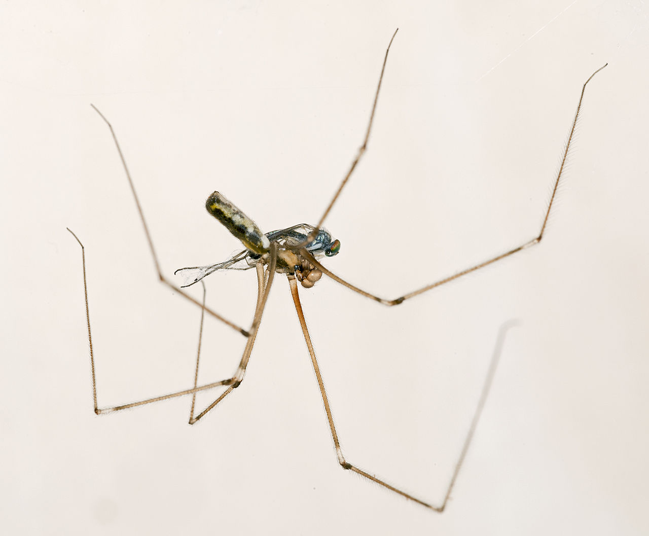 Daddy Longlegs: Arachnids, but Not Spiders