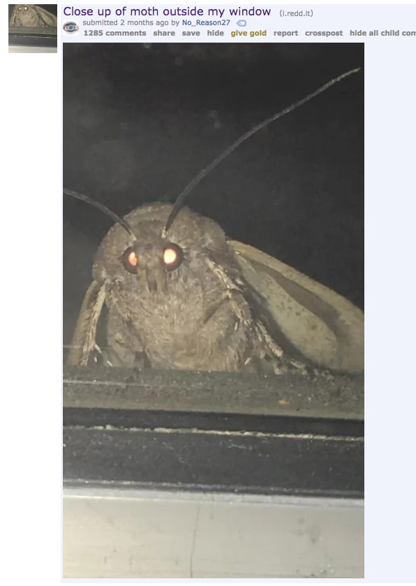 moth meme