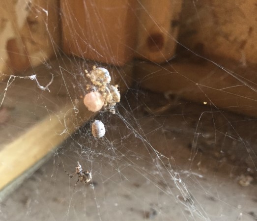 brown recluse with egg sac